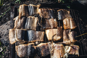 Pike meat, fried on charcoal in the forest