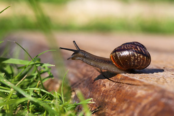 snail closeup