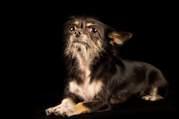 Chihuahua Yorkshire Terrier mongrel, sweet dog on black background