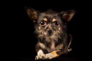 Chihuahua Yorkshire Terrier mongrel, sweet dog on black background