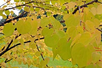 Blätter eines japanischen Kuchenbaums im Herbst