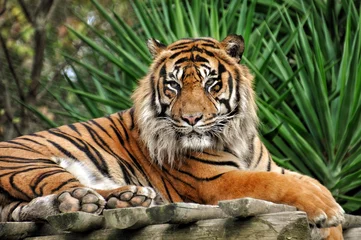 Abwaschbare Fototapete Tiger Junge posiert