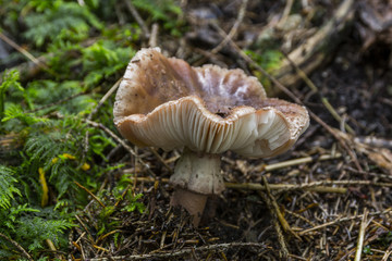 Champignons du Grésivaudan - Belledonne - Isère.