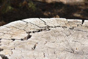 Wood, bark and tree textures