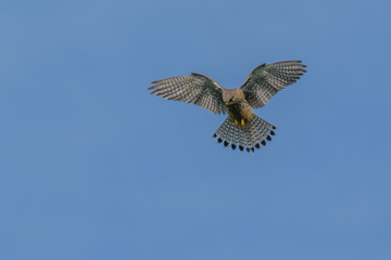 Turmfalke im Rüttelflug