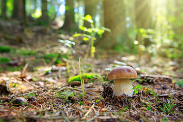 Porcini mushroom in the autumn forest.