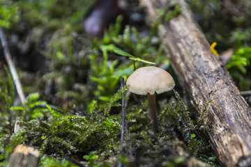 Champignons du Grésivaudan - Belledonne - Isère.