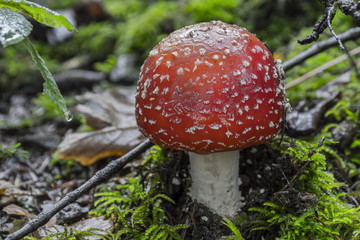 Champignons du Grésivaudan - Belledonne - Isère.