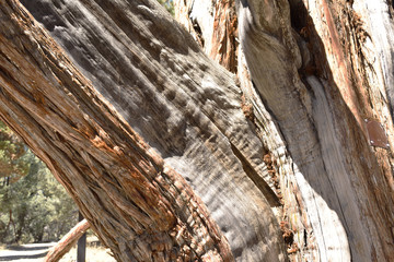 Wood, bark and tree textures