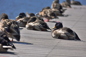 Ducks on a pier