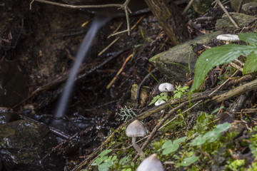 Champignons du Grésivaudan - Belledonne - Isère.