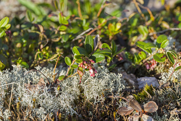 Flowering cowberry.