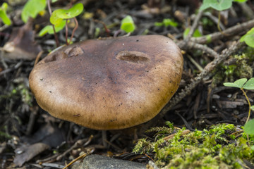 Champignons du Grésivaudan - Belledonne - Isère.