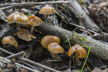 Champignons du Grésivaudan - Belledonne - Isère.