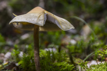 Champignons du Grésivaudan - Belledonne - Isère.