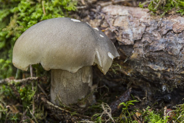 Champignons du Grésivaudan - Belledonne - Isère.