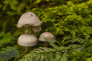Champignons du Grésivaudan - Belledonne - Isère.