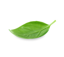 Green fresh basil leaf on white background