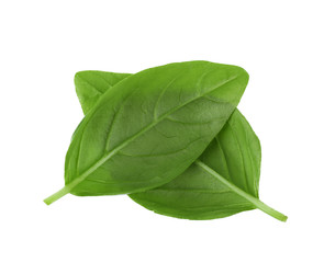 Green fresh basil leaves on white background