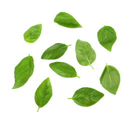 Green fresh basil leaves on white background
