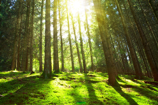 Sun shines through the trees in the pine forest. © Swetlana Wall