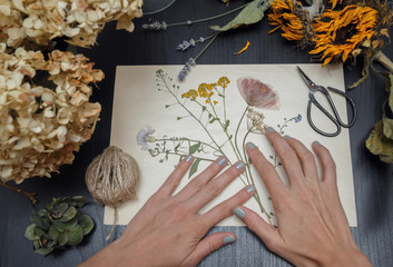 Girl making herbarium. Dried herbs and dried flowers for making herbarium - obrazy, fototapety, plakaty