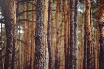 Obraz premium tree trunks in a pine forest, wooden background