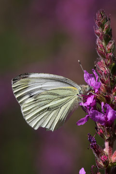 Green-veined white