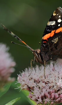Vanessa atalanta