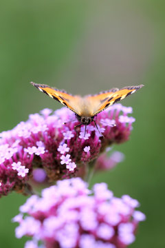 Aglais urticae buterfly on verbena bonariensis