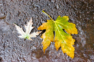 Yellow autumn leaves on the wet road