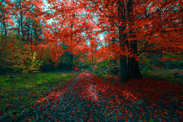 Beautiful sunny forest landscape with a tree and shadows on the lawn on an autumn day.