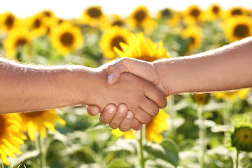Two men shaking hands in sunflower field, closeup