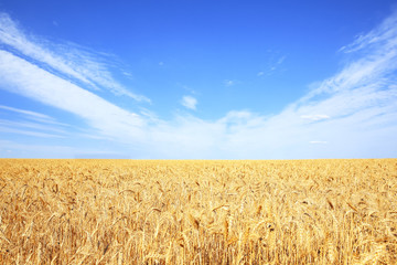 Wheat field on sunny day