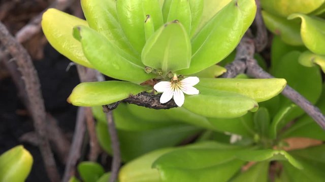 Closeup of the Scaevola taccada (half flower) white flowers. Big Island, Hawaii, USA