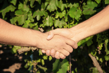 Two men shaking hands in vineyard