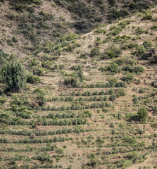 Fototapeta na wymiar Coffee growing on a terraced hillside in Ethiopia