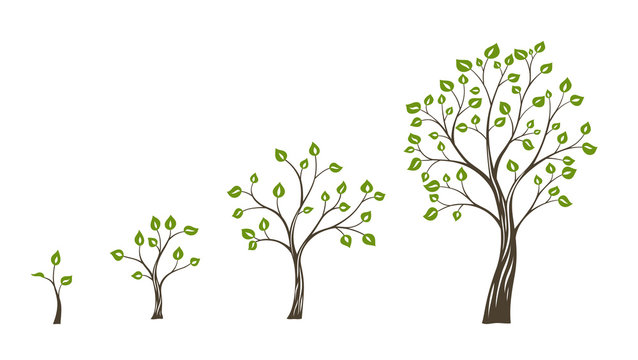 Green tree growth eco concept. Tree life cycle