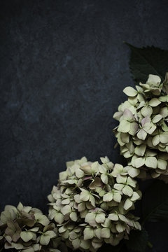 French hydrangea plant against dark enamel background