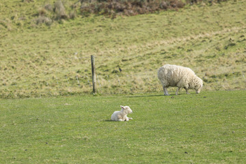 Sheep in Green Field on Sunny Day
