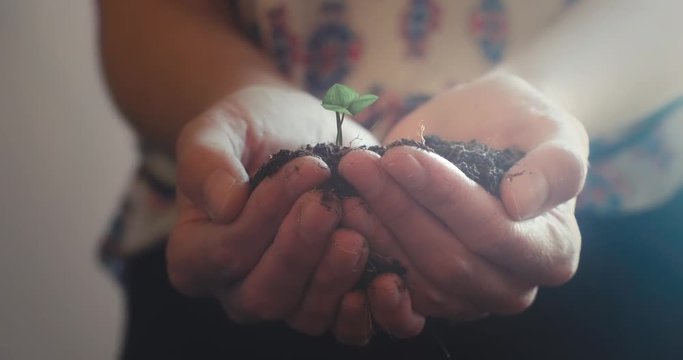 A young woman cups her hands around a growing sapling. 4K UHD animation. ProRes file delivered at broadcast quality color depth.