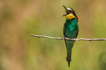 Obraz premium European bee-eater sitting on a stick on a beautiful background.