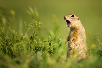 Naklejka na ściany i meble Ground squirrel standing waist-deep in the grass on a beautiful background and shouts.