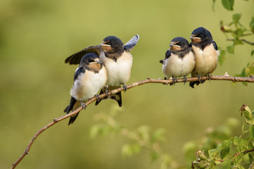 Four nestling barn swallows waiting for their parents sitting on a branch on a beautiful green background. Hirundo rustica - obrazy, fototapety, plakaty