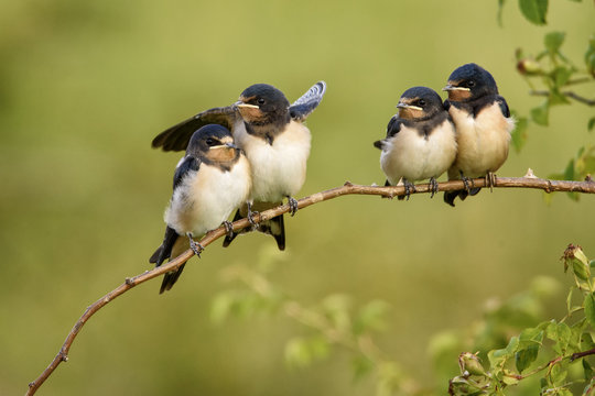 Four nestling barn swallows waiting for their parents sitting on a branch on a beautiful green background. Hirundo rustica