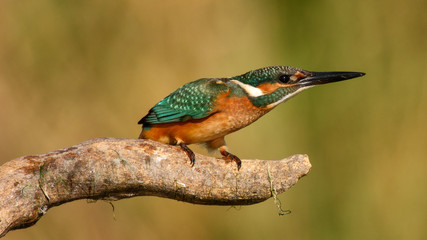 Kingfisher sitting on a stick for beautiful bokeh. Alcedo atthis