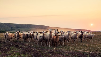 A flock of sheep stopped at sunset and looking at the camera.