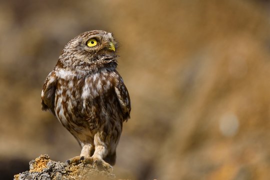 The little owl is on the stone on a beautiful background.