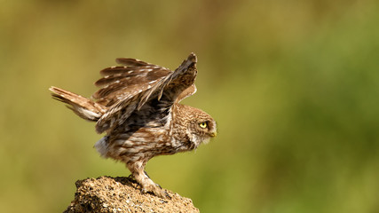 The little owl standing on rock with outstretched wings and going to fly.