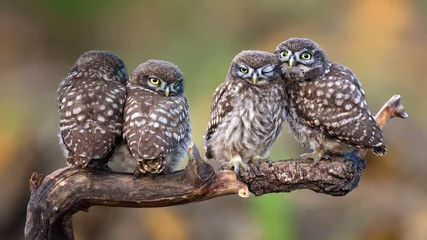 Rolgordijnen Four little owls sitting in pairs on a stick. © Tatiana